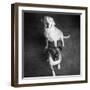 Portrait of a Golden Labrador Dog and a Boxer Dog-null-Framed Photographic Print