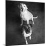 Portrait of a Golden Labrador Dog and a Boxer Dog-null-Mounted Photographic Print