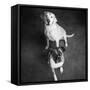 Portrait of a Golden Labrador Dog and a Boxer Dog-null-Framed Stretched Canvas