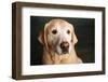 Portrait of a Golden Labrador Dog-null-Framed Photographic Print