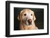 Portrait of a Golden Labrador Dog-null-Framed Photographic Print