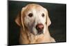 Portrait of a Golden Labrador Dog-null-Mounted Photographic Print