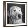 Portrait of a Golden Labrador Dog-null-Framed Photographic Print