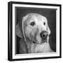 Portrait of a Golden Labrador Dog-null-Framed Photographic Print