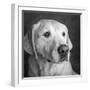 Portrait of a Golden Labrador Dog-null-Framed Photographic Print