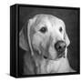 Portrait of a Golden Labrador Dog-null-Framed Stretched Canvas
