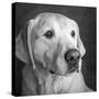 Portrait of a Golden Labrador Dog-null-Stretched Canvas