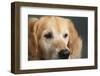 Portrait of a Golden Retriever dog-Panoramic Images-Framed Photographic Print