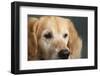 Portrait of a Golden Retriever dog-Panoramic Images-Framed Photographic Print