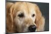 Portrait of a Golden Retriever dog-Panoramic Images-Mounted Photographic Print