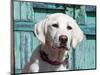 Portrait of a Goldendoodle Puppy Sitting in Front of a Blue Door, New Mexico, USA-Zandria Muench Beraldo-Mounted Photographic Print