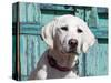 Portrait of a Goldendoodle Puppy Sitting in Front of a Blue Door, New Mexico, USA-Zandria Muench Beraldo-Stretched Canvas