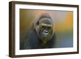 Portrait of a Gorilla-Jai Johnson-Framed Premium Giclee Print