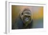 Portrait of a Gorilla-Jai Johnson-Framed Premium Giclee Print