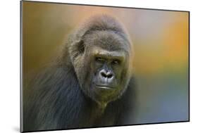 Portrait of a Gorilla-Jai Johnson-Mounted Premium Giclee Print