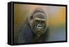 Portrait of a Gorilla-Jai Johnson-Framed Stretched Canvas
