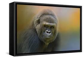 Portrait of a Gorilla-Jai Johnson-Framed Stretched Canvas