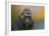 Portrait of a Gorilla-Jai Johnson-Framed Giclee Print