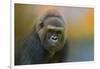 Portrait of a Gorilla-Jai Johnson-Framed Premium Giclee Print