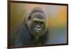 Portrait of a Gorilla-Jai Johnson-Framed Premium Giclee Print