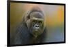 Portrait of a Gorilla-Jai Johnson-Framed Premium Giclee Print