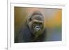 Portrait of a Gorilla-Jai Johnson-Framed Giclee Print