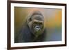 Portrait of a Gorilla-Jai Johnson-Framed Giclee Print