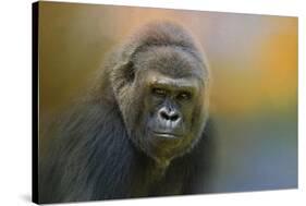 Portrait of a Gorilla-Jai Johnson-Stretched Canvas