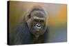 Portrait of a Gorilla-Jai Johnson-Stretched Canvas