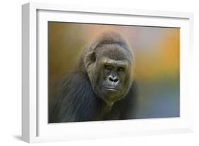 Portrait of a Gorilla-Jai Johnson-Framed Giclee Print