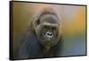 Portrait of a Gorilla-Jai Johnson-Framed Stretched Canvas