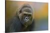 Portrait of a Gorilla-Jai Johnson-Stretched Canvas