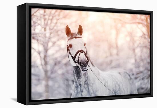 Portrait of A Gray Sports Horse in the Winter-AZALIA-Framed Stretched Canvas