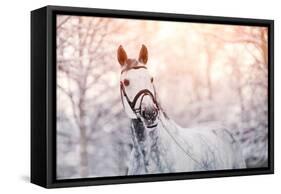 Portrait of A Gray Sports Horse in the Winter-AZALIA-Framed Stretched Canvas