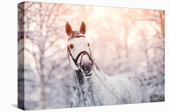 Portrait of A Gray Sports Horse in the Winter-AZALIA-Stretched Canvas