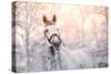 Portrait of A Gray Sports Horse in the Winter-AZALIA-Stretched Canvas