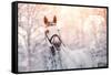 Portrait of A Gray Sports Horse in the Winter-AZALIA-Framed Stretched Canvas