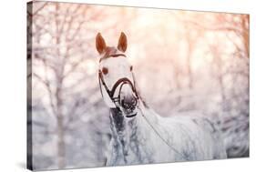 Portrait of A Gray Sports Horse in the Winter-AZALIA-Stretched Canvas