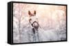 Portrait of A Gray Sports Horse in the Winter-AZALIA-Framed Stretched Canvas