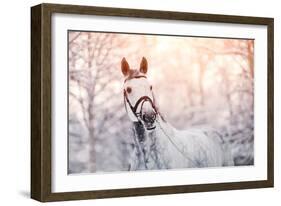 Portrait of A Gray Sports Horse in the Winter-AZALIA-Framed Photographic Print