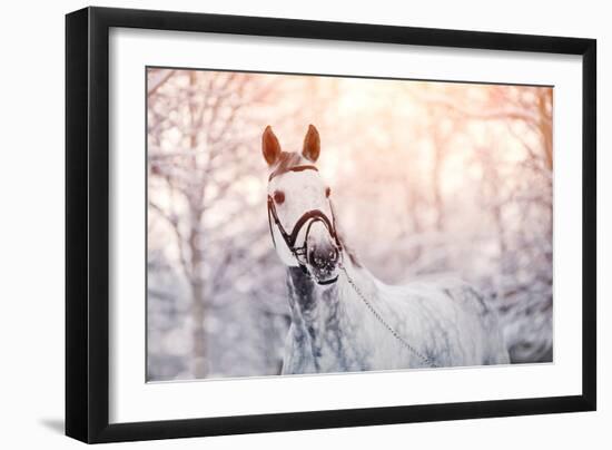 Portrait of A Gray Sports Horse in the Winter-AZALIA-Framed Photographic Print