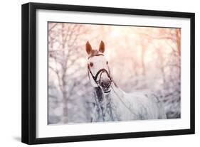 Portrait of A Gray Sports Horse in the Winter-AZALIA-Framed Photographic Print