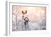 Portrait of A Gray Sports Horse in the Winter-AZALIA-Framed Photographic Print