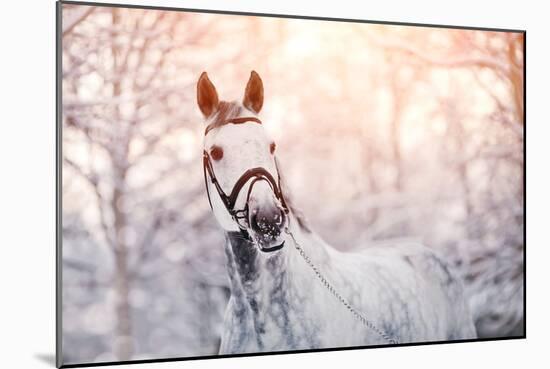 Portrait of A Gray Sports Horse in the Winter-AZALIA-Mounted Photographic Print