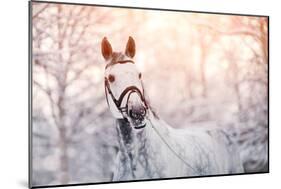 Portrait of A Gray Sports Horse in the Winter-AZALIA-Mounted Photographic Print