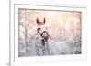 Portrait of A Gray Sports Horse in the Winter-AZALIA-Framed Photographic Print