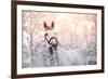 Portrait of A Gray Sports Horse in the Winter-AZALIA-Framed Photographic Print