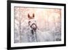 Portrait of A Gray Sports Horse in the Winter-AZALIA-Framed Photographic Print