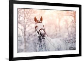 Portrait of A Gray Sports Horse in the Winter-AZALIA-Framed Photographic Print