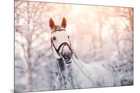 Portrait of A Gray Sports Horse in the Winter-AZALIA-Mounted Photographic Print